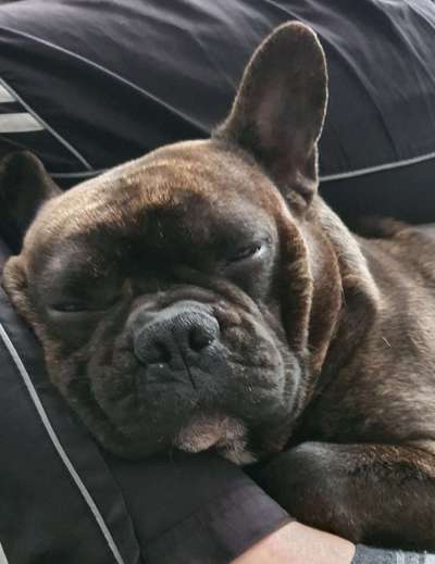 Zeigt her eure Frenchi-Beitrag-Bild