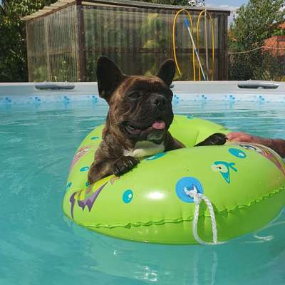 Französische Bulldoggen-Beitrag-Bild