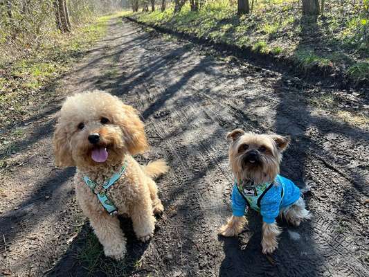 Hundetreffen-Suchen kleine Hunde zum regelmäßigen gemeinsamen Gassi gehen und spielen 🐾-Bild