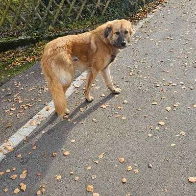 Hundetreffen-Gassi und Trainingsrunden-Bild