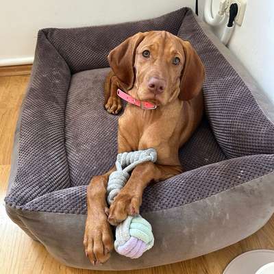 Hundetreffen-Souveräne erwachsene Hunde gesucht-Bild