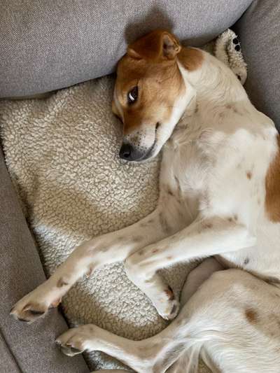 Handy Foto Challange Nr. 46  Happy Dog-Beitrag-Bild