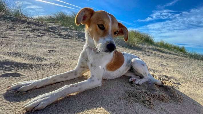 Auslandstierschutz-Beitrag-Bild