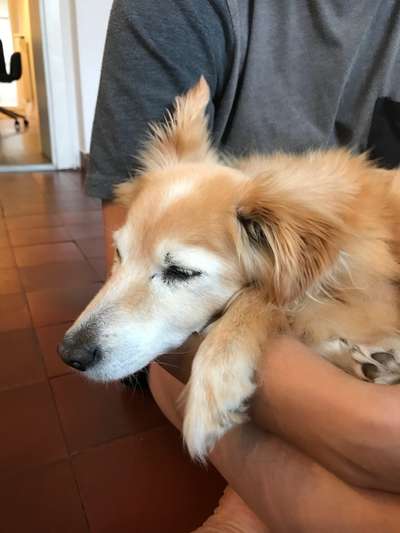 euer ältester Hund ?-Beitrag-Bild