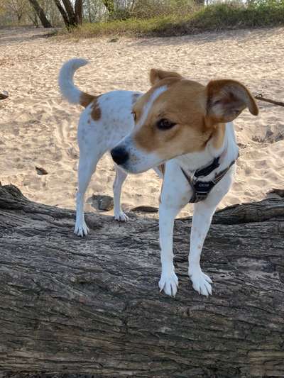 Hunde aus Griechenland-Beitrag-Bild