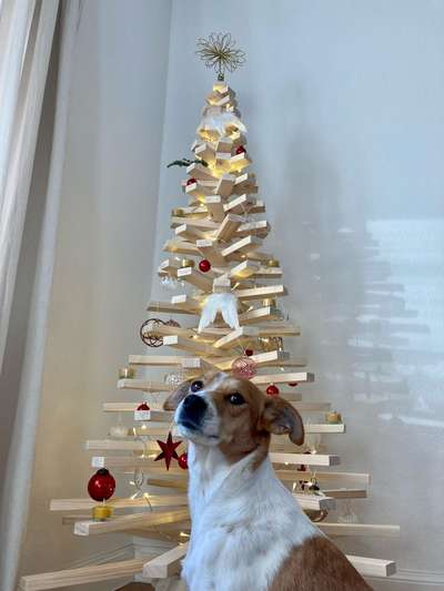 Dogorama Photo Challenge - Weihnachtsbaum-Beitrag-Bild