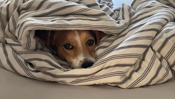Erhöhter Kuschelbedarf im Winter?-Beitrag-Bild