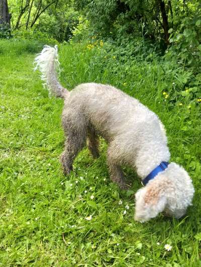 Lagotto Romagnolo Besitzer-Beitrag-Bild