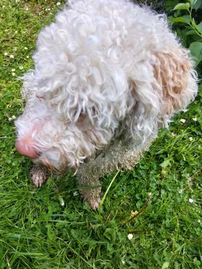 Lagotto Romagnolo Besitzer-Beitrag-Bild