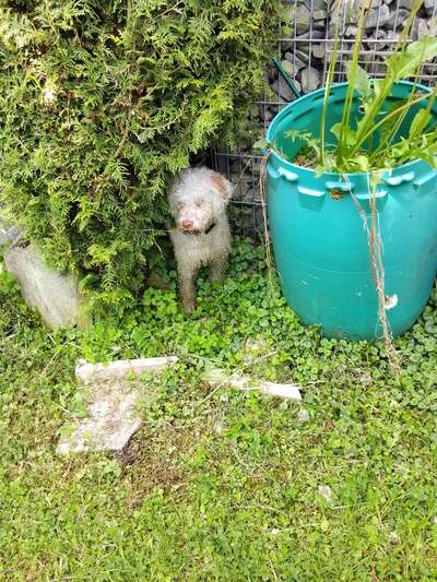 Lagotto Romagnolo Besitzer-Beitrag-Bild