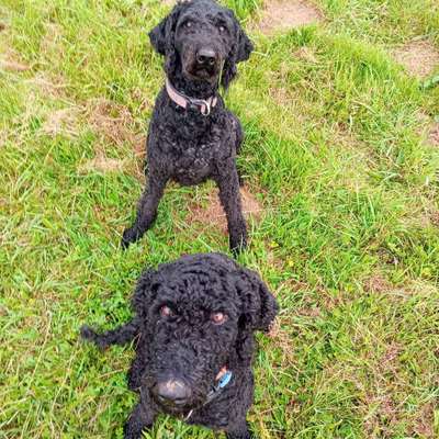 Hundetreffen-Treffen zum Spielen auf unserer Wiese und/oder Gassirunde-Bild