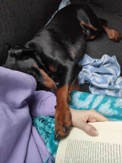 Liebhaber des Deutschen Pinscher gesucht.-Beitrag-Bild