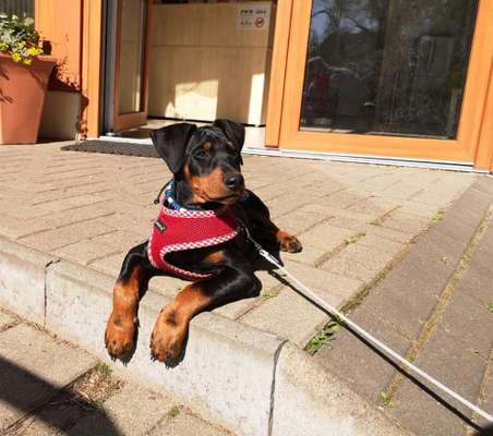 Liebhaber des Deutschen Pinscher gesucht.-Beitrag-Bild