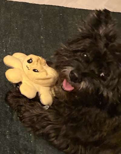 Unsere Fellnasen im Regenbogenland-Beitrag-Bild