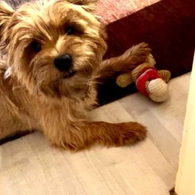 ⁉️🎄 Hund an Weihnachten nicht erwünscht?!-Beitrag-Bild