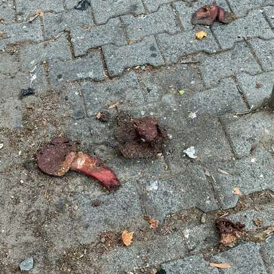 Giftköder-Vllt Gift-Bild