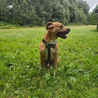 Hundetreffen-Hunde treff bremerhaven deich oder bürger park-Bild