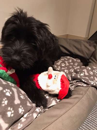 Welpen Bilder !-Beitrag-Bild