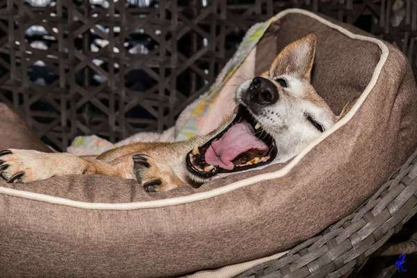 Die Dogorama Kalender Challenge Titelbild-Beitrag-Bild