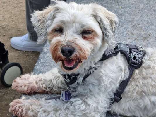 Handy Foto Challange Nr. 46  Happy Dog-Beitrag-Bild