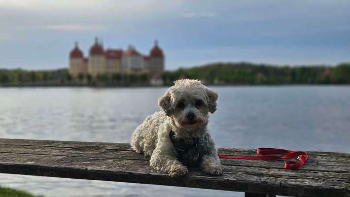 Vor dem Friseur - nach dem Friseur-Beitrag-Bild