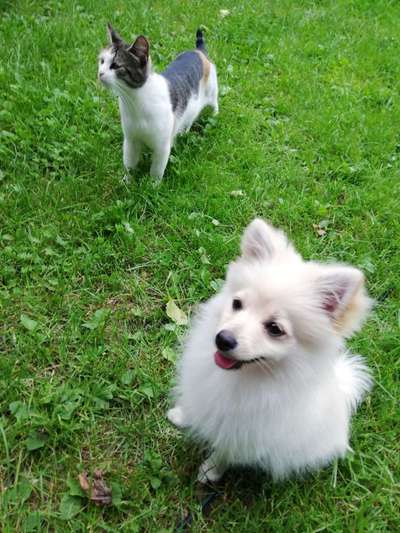 Die Dogorama Wochen Challenge-Beitrag-Bild