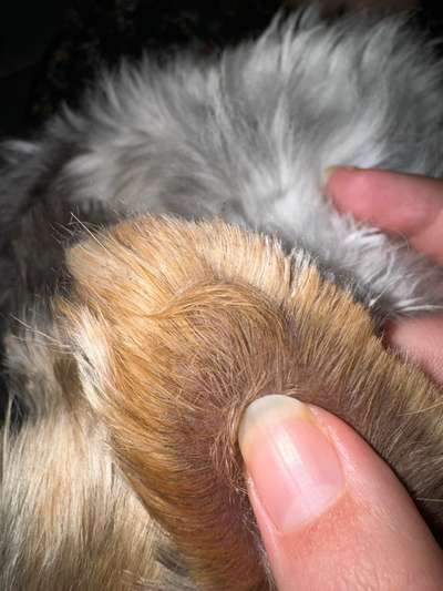 Kleine dunkle Krümelchen ums Ohr-Beitrag-Bild