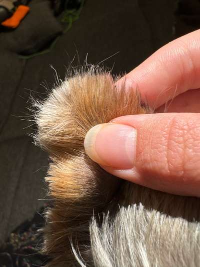Kleine dunkle Krümelchen ums Ohr-Beitrag-Bild