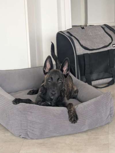 Hundetreffen-Gassi Partner gesucht-Bild