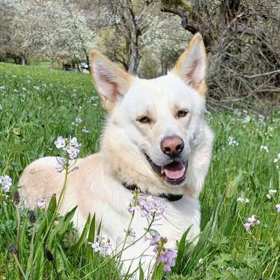 Hundetreffen-Gemeinsame Spaziergänge und spielen-Bild