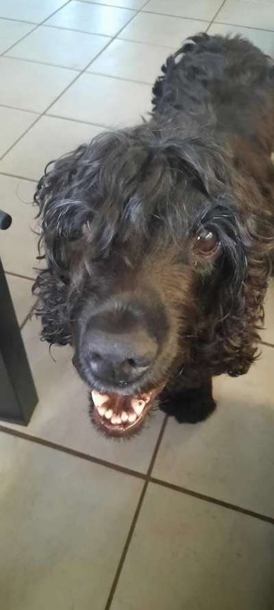 Cocker Spaniel-Beitrag-Bild