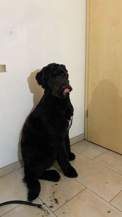 Labradoodle gesucht-Beitrag-Bild