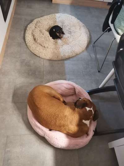 Dogorama Photo Challenge - Rund-Beitrag-Bild