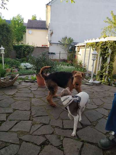 Airedale Terrier-Beitrag-Bild