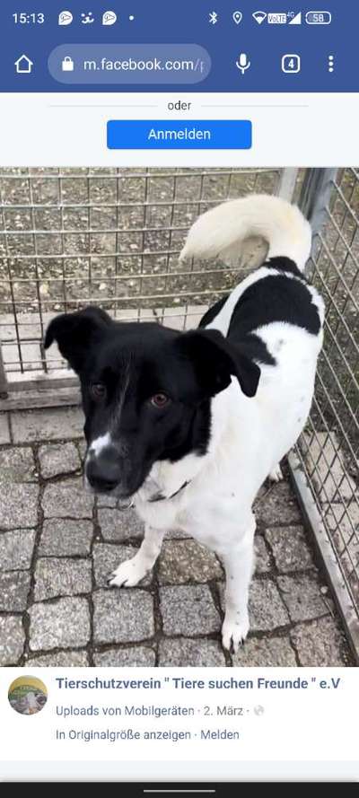 Tierschutzhunde suchen ein Zuhause-Beitrag-Bild