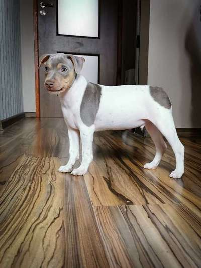 Welche Hunderasse-Beitrag-Bild