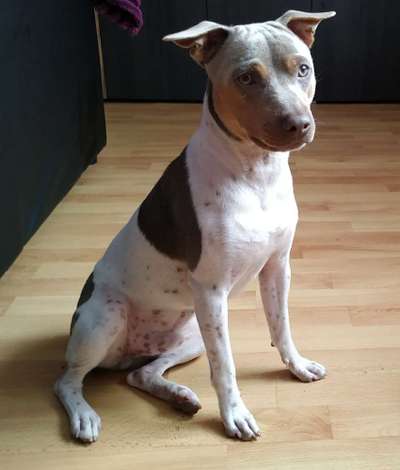 Seltene Rassen!-Beitrag-Bild