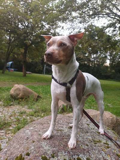 Reinrassige Hunde?-Beitrag-Bild