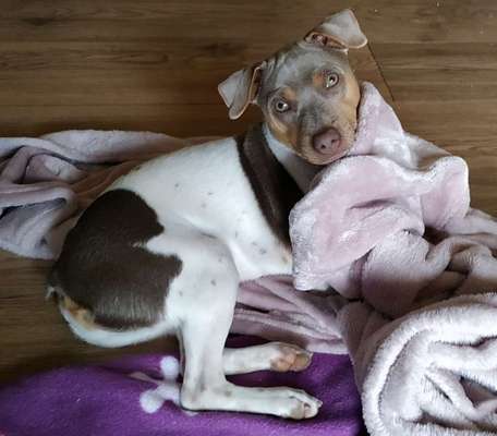 Seltene Rassen!-Beitrag-Bild