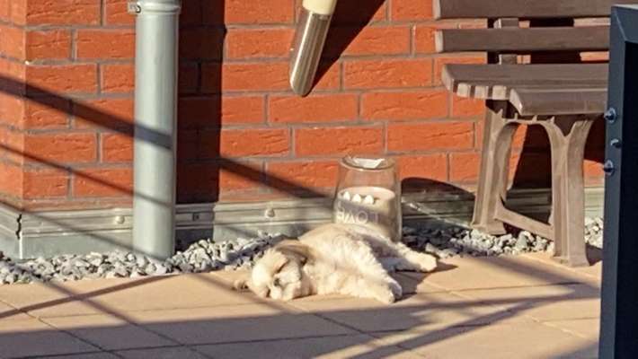 Challenge 23 : "  Euer Hund beim Frühlingserwachen "-Beitrag-Bild