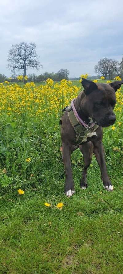 61. Handyfotochallenge - der springende Hund-Beitrag-Bild