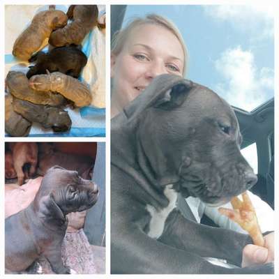 Das erste Bild eures Hundes-Beitrag-Bild