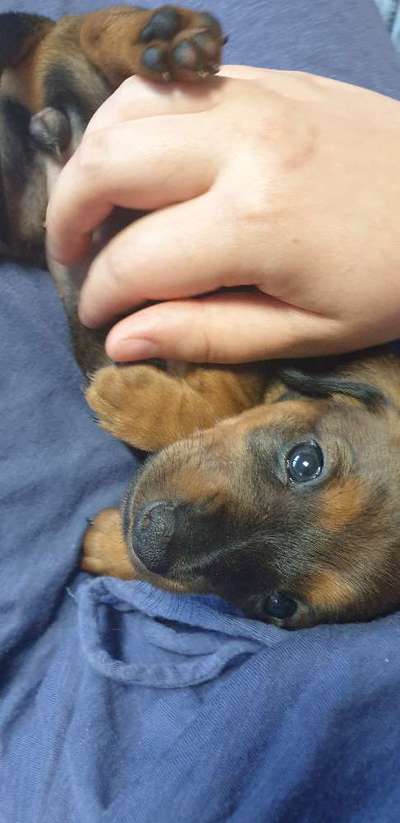 Das erste Bild eures Hundes-Beitrag-Bild