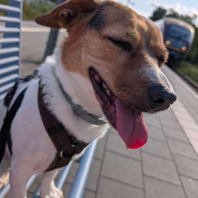 Hundetreffen-Training/social Walk-Bild