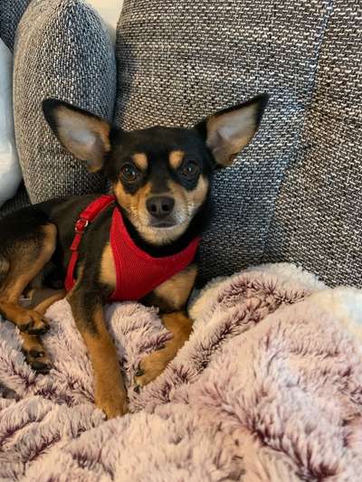 Wo sind die Zwergpinscher?-Beitrag-Bild