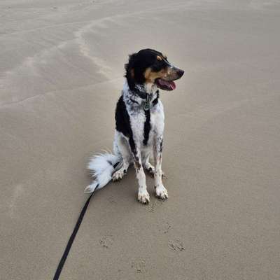 Hundetreffen-Freund für Angsthund gesucht-Bild