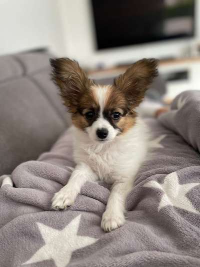 Wo sind die Papillon Besitzer?-Beitrag-Bild