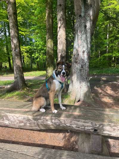 Gibt's hier noch mehr Border Collies???-Beitrag-Bild