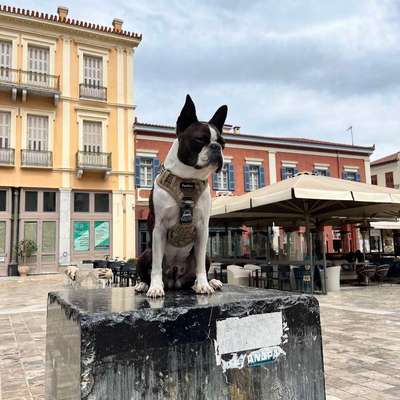 aktuelles Foto Gruppe Reisen mit Hund