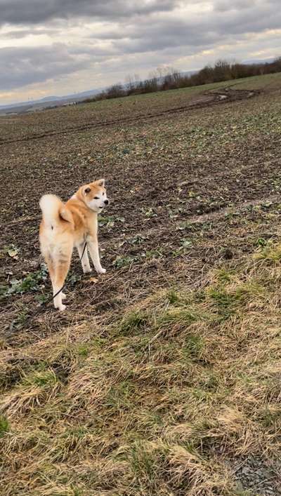 Akita Inu/American Akita (Mix) halter.-Beitrag-Bild
